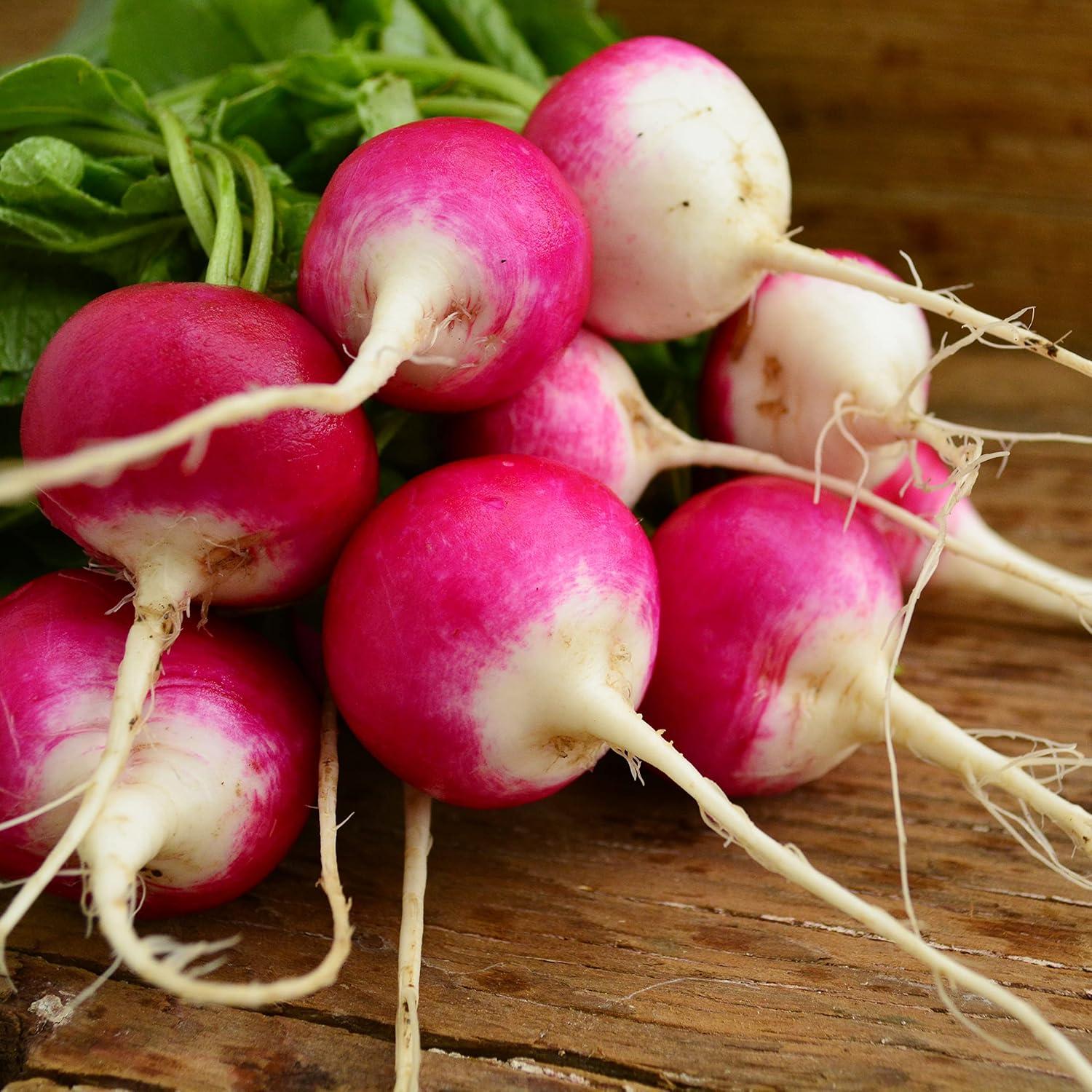 Sparkler Versus Easter Egg Radish seeds Showdown