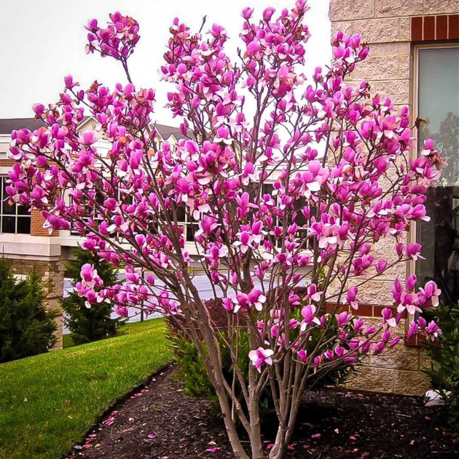 Surprising Magnolia Showdown: Size Versus Fragrance, Tested