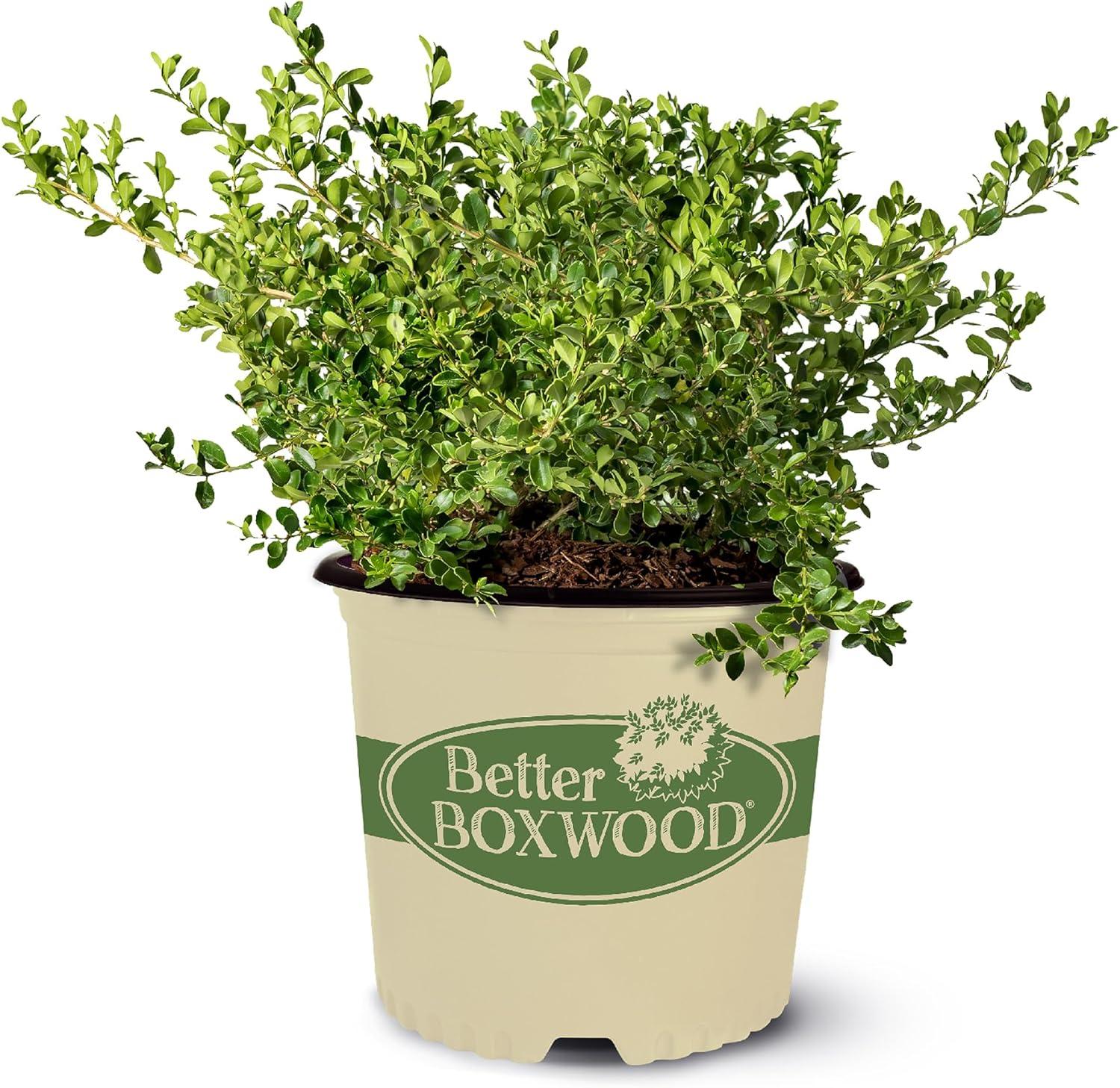 Surprising Boxwood Showdown: Fast Growth, Low Maintenance!