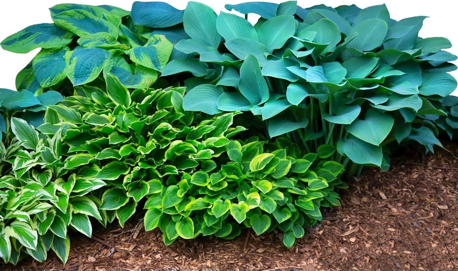 Surprising Hosta Insight:shade tested, vibrant mix (10 bareroots) gardening showdown