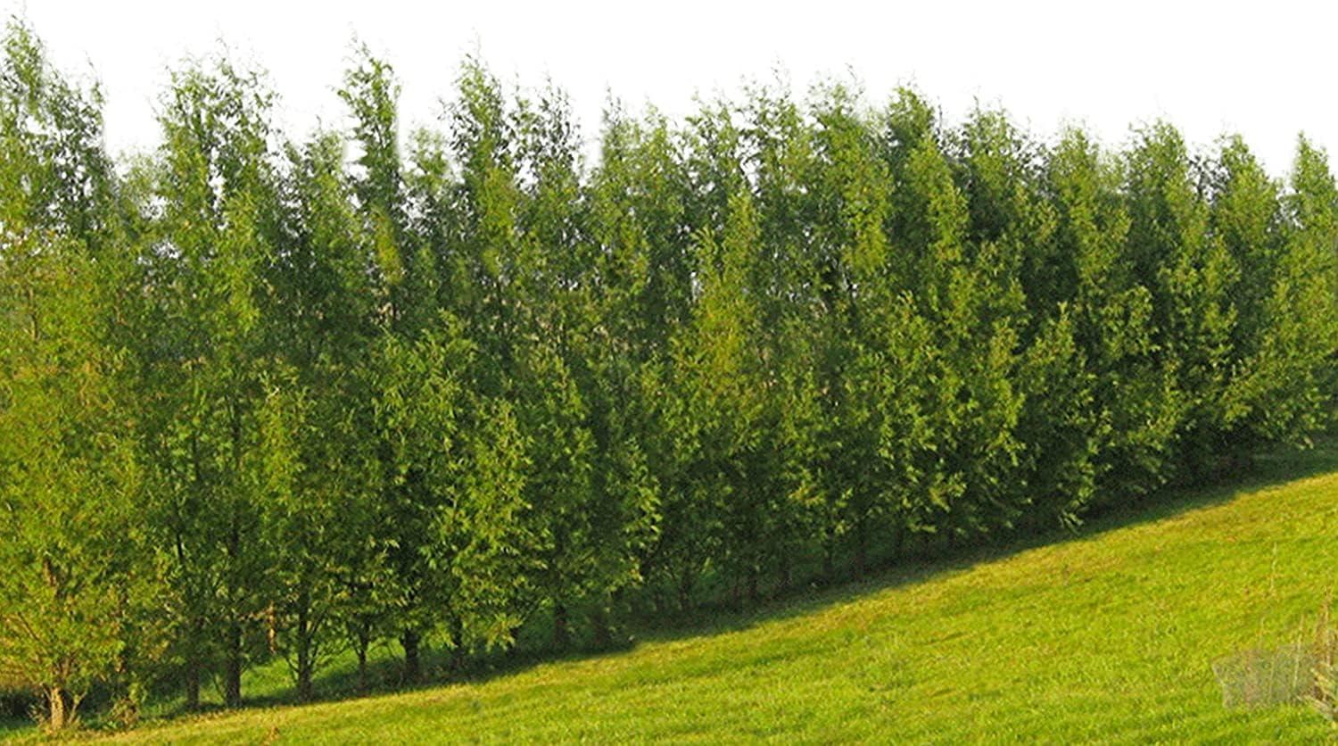 Fast-Growing Hybrid Willows vs. Privacy Hedges: 24 Tested Trees Revealed