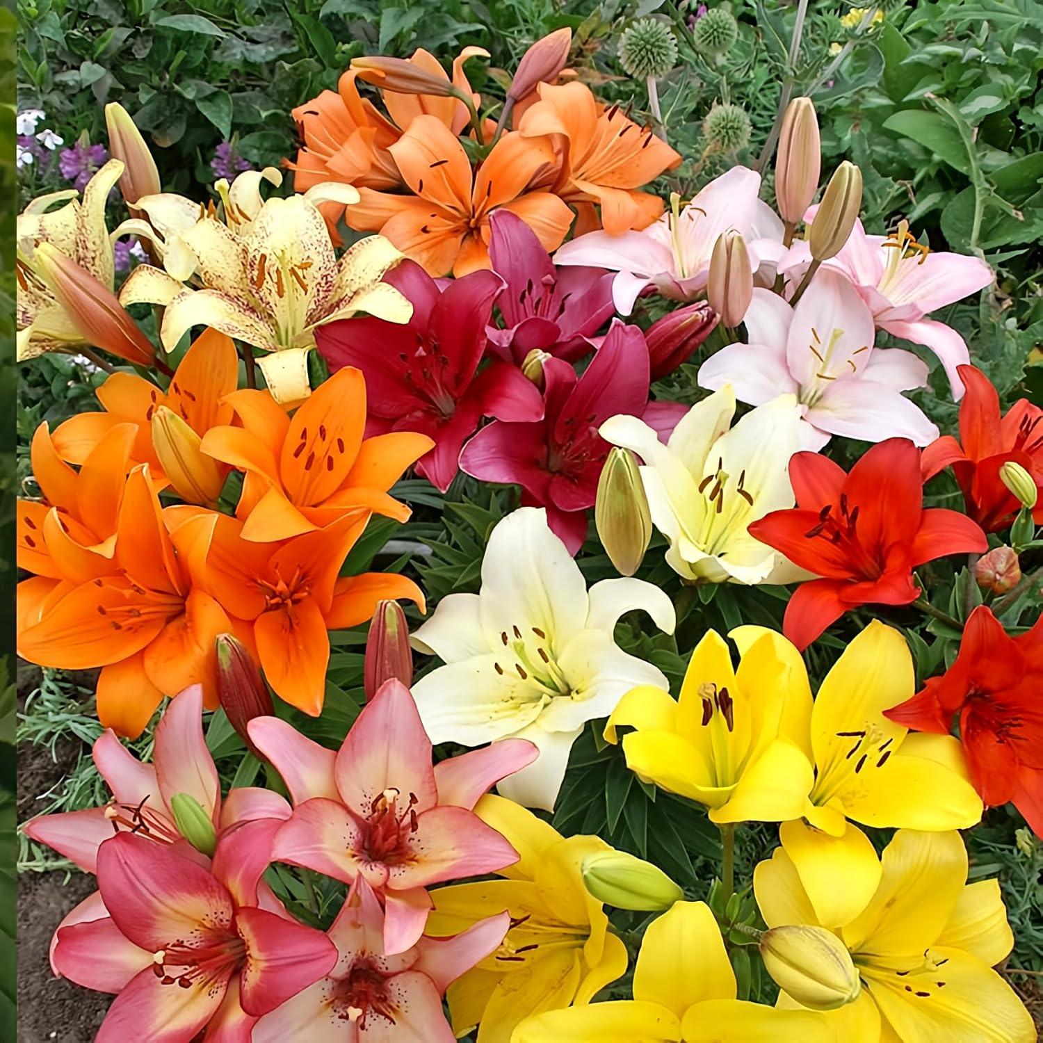 Discover Tested Asiatic Lily Mix: Surprising Perennial Power in Spring… Perfect for Trendy Gardens!