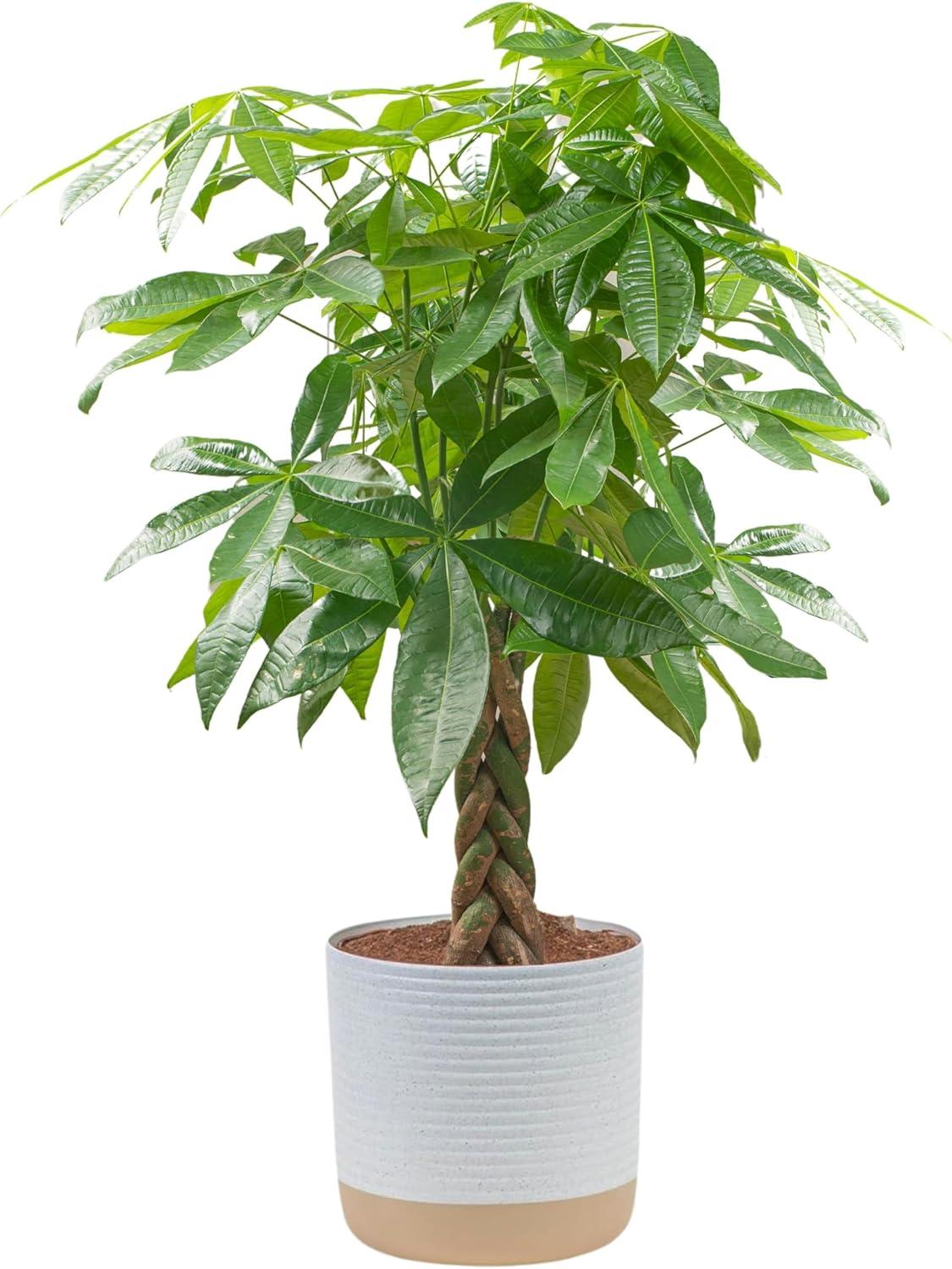 Anthurium Versus Money Tree: A Surprising Gift Showdown…
