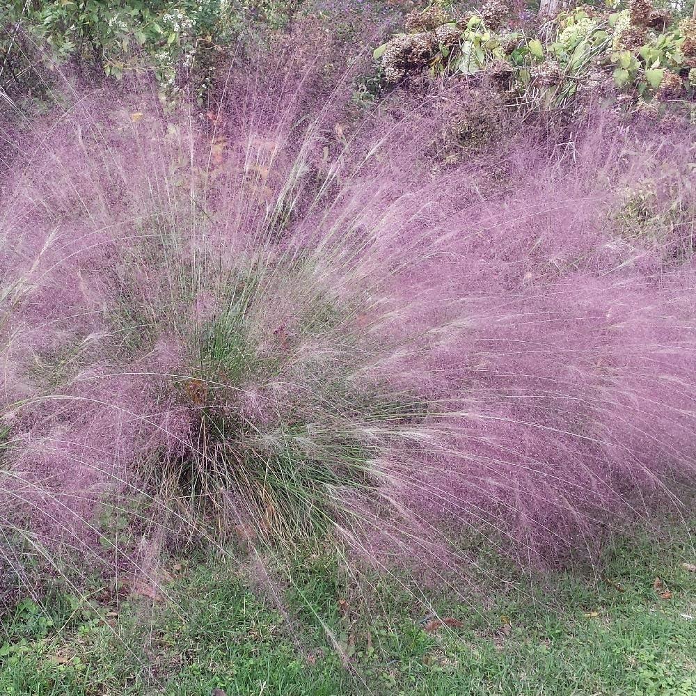 Compare Lawn Seeds: Surprising Coverage Insights