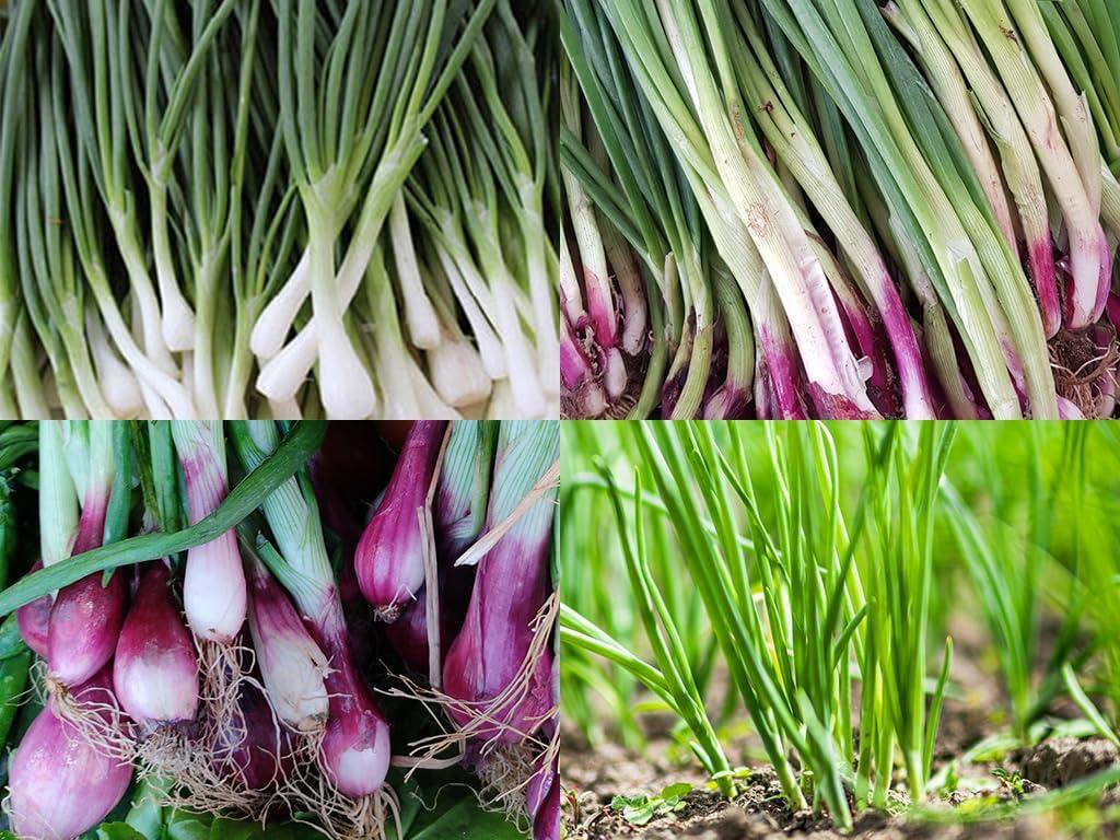 Surprising Insight: Bunching Onion Mix Versus Spring Onions