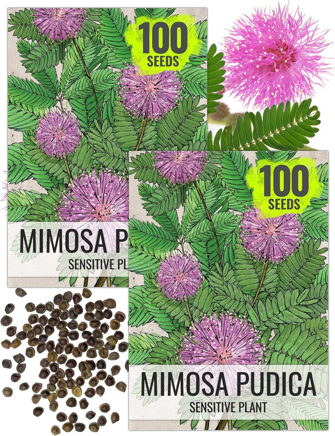 Mimosa Carafe Showdown: Best Daily Drink Prep
