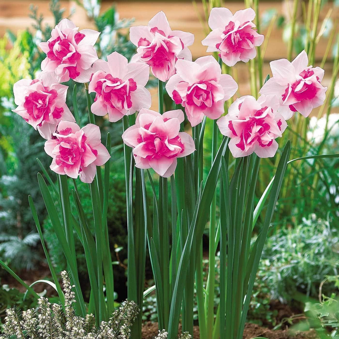 Bold Double Daffodil vs. Butterfly Weed: Tested Beauty Showdown