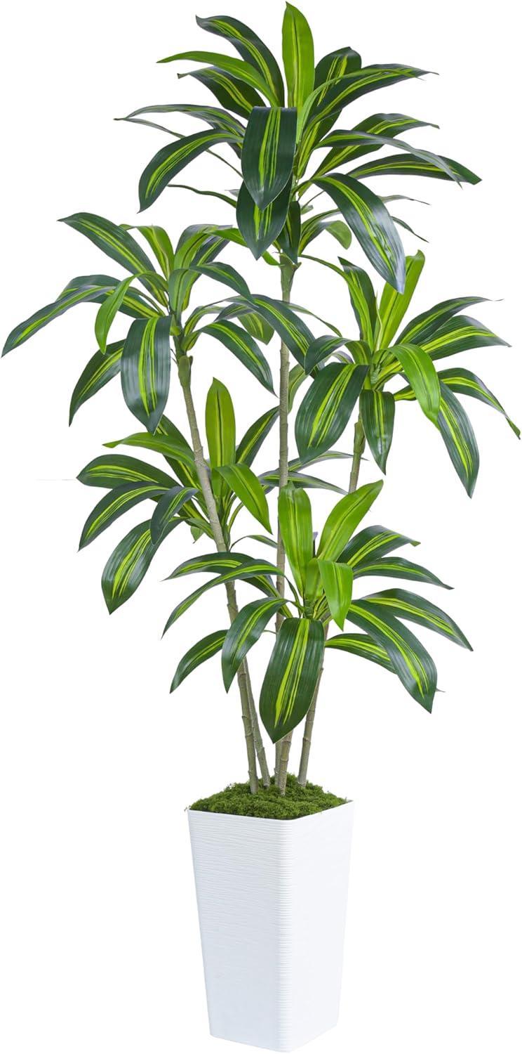 Surprising Insight: FSOHOI Dracaena vs. Olive Trees...Tested (50)