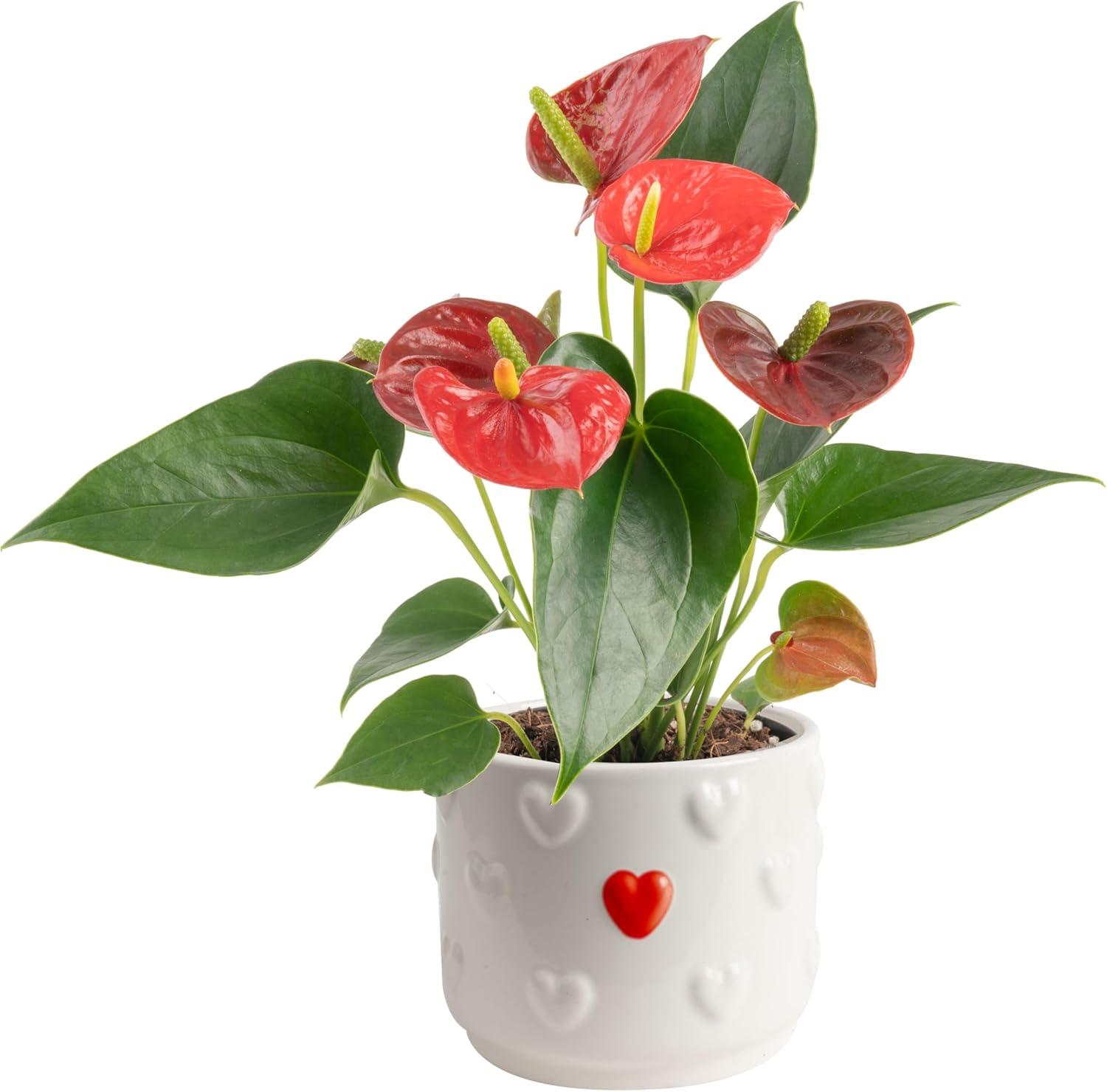 Surprising Anthurium vs. Money Tree: Easy Growing Showdown