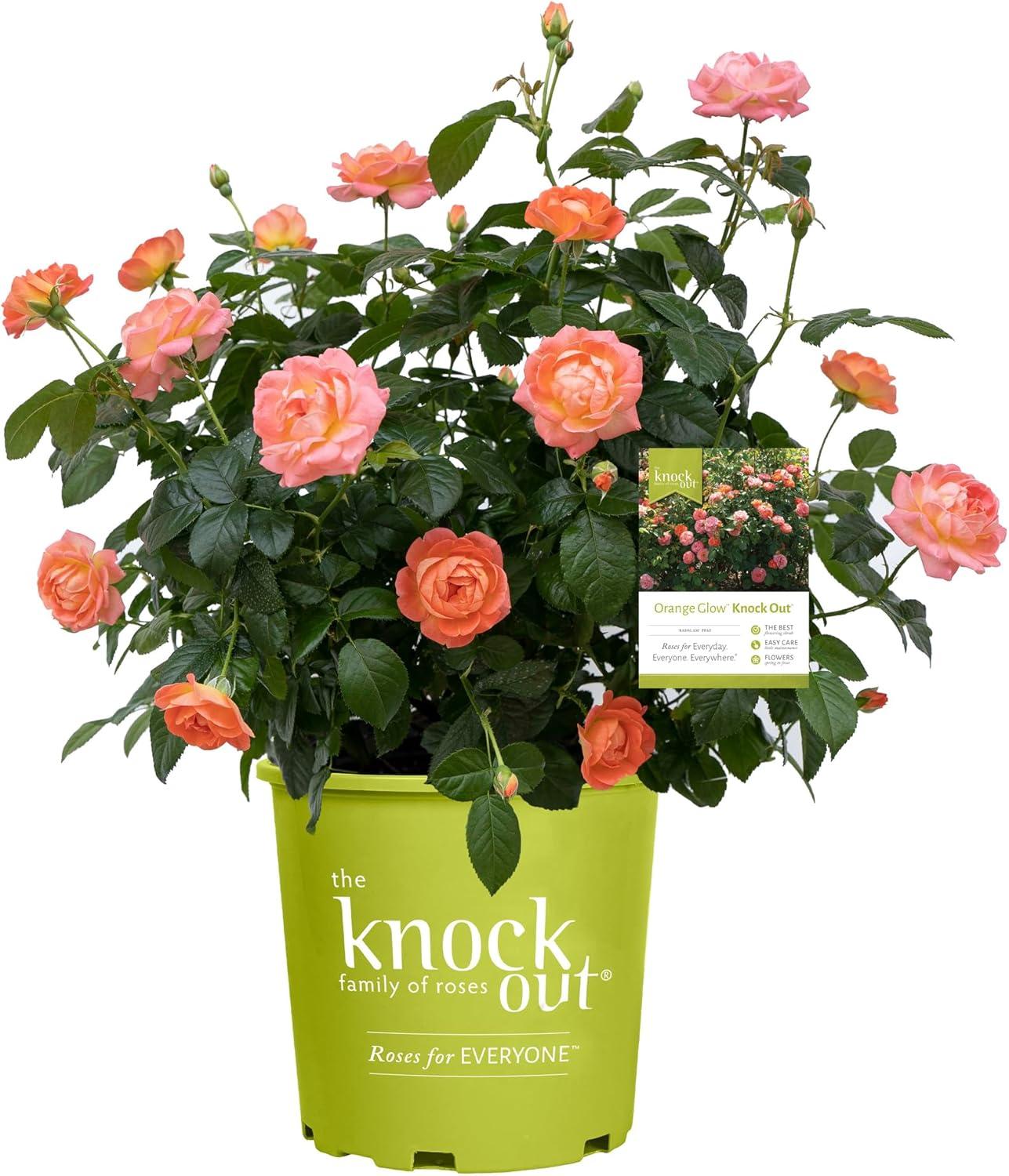 Showdown: 2G Gallon Orange Glow vs. Knock Out® Roses—Tested Blooms